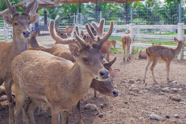 brown deer with beautiful horns standing on the ground inside the zoo.