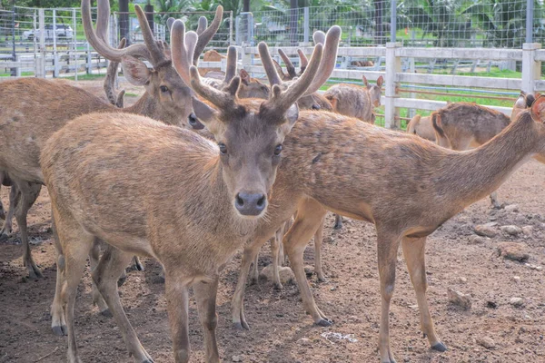 brown deer with beautiful horns standing on the ground inside the zoo.