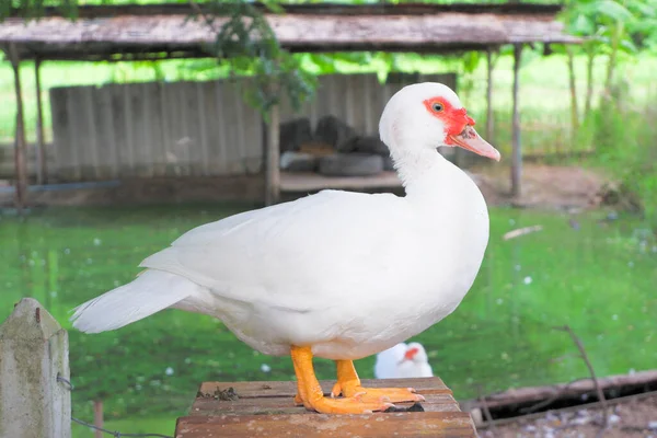 White Feathered Duck Reddish Color Its Beak Walking Green Tree — Stock Photo, Image