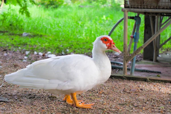 Pato Blanco Con Plumas Color Rojizo Pico Caminando Con Fondo —  Fotos de Stock