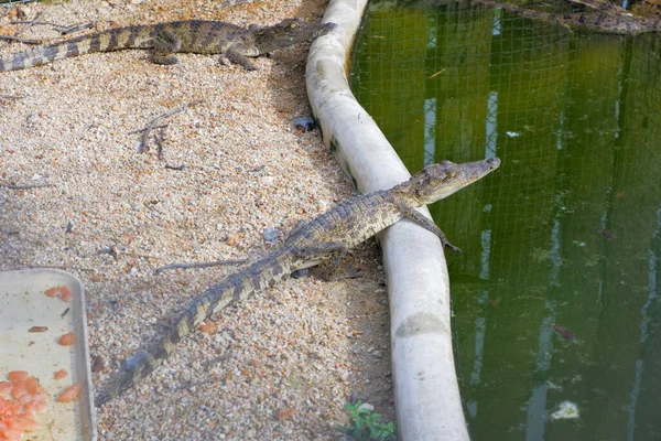 Een Kleine Krokodil Aan Het Zonnebaden Aan Rand Van Vijver — Stockfoto
