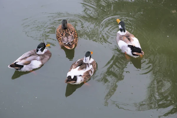 Several brown feathered ducks were swimming happily.