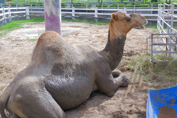 Corpo Enlameado Camelo Marrom Dormindo Zoológico — Fotografia de Stock