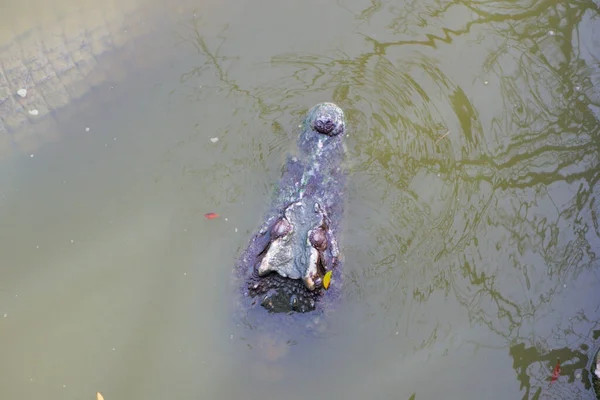 Een Volwassen Krokodil Zwemt Met Alleen Het Hoofd Het Lichaam — Stockfoto