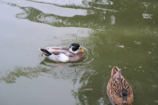Several brown feathered ducks were swimming happily.