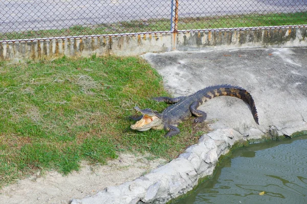 Zwart Grijze Krokodil Zonnebaden Het Land — Stockfoto