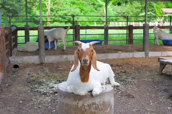 Cabra Branca Com Rosto Castanho Tem Chifres Pontiagudos Orelhas Longas — Fotografia de Stock