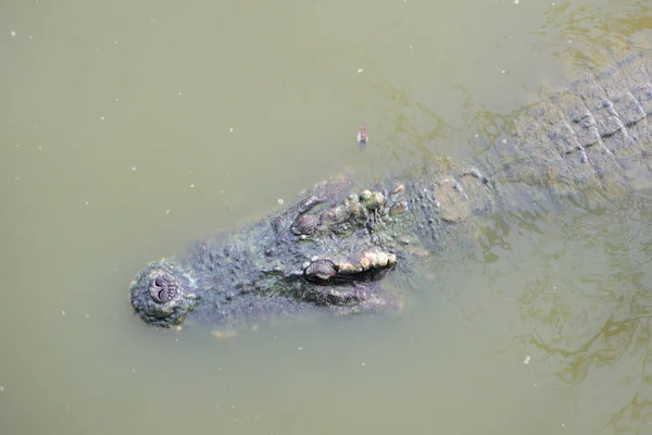 Een Volwassen Krokodil Zwemt Met Alleen Het Hoofd Het Lichaam — Stockfoto