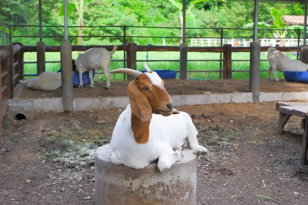 White Goat Brown Face Has Pointed Horns Long Ears Resting — Stock Photo, Image