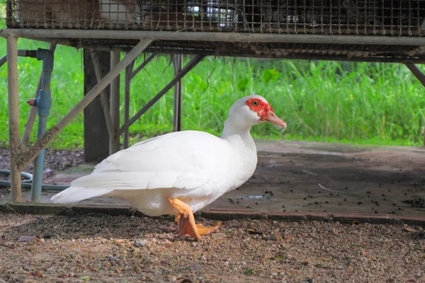 Pato Penas Brancas Com Cor Avermelhada Bico Andando Com Fundo — Fotografia de Stock