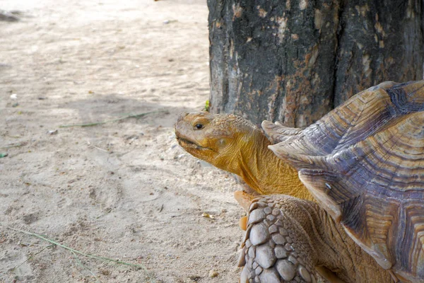 Een Reuzenschildpad Met Grote Dikke Schubben Zijn Benen Die Vrij — Stockfoto