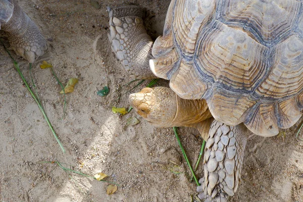 Een Reuzenschildpad Met Grote Dikke Schubben Zijn Benen Die Vrij — Stockfoto