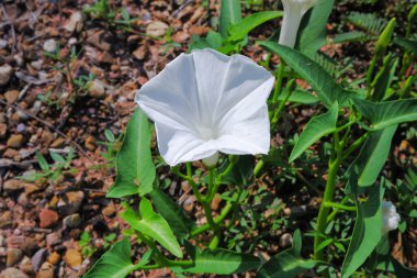 Tayland sabah çiçeklerinin yakın plan fotoğrafı. Yerde beyaz bir çiçek.