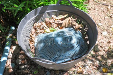 Büyük plastik sepet Kurumuş yaprakları ağaçların altına koy.