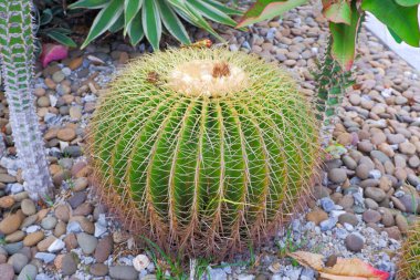 Altın Fıçı Kaktüsü, kaya bahçelerine ve diğer kaktüslere ekildi..