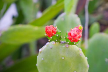 Büyük Opuntia mikrodasy çiçeği, arka plan, kaktüs yaprakları..