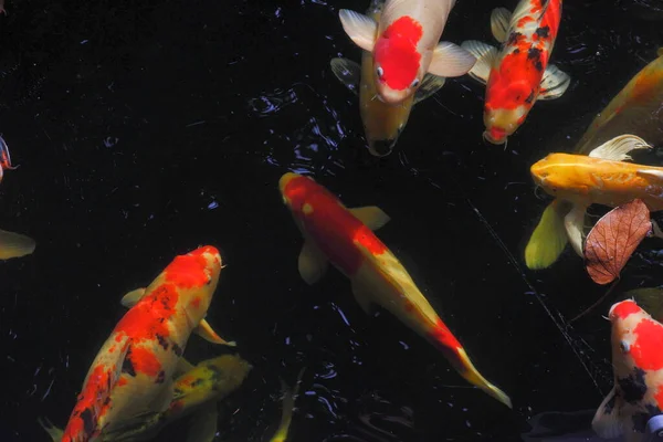 Ikan Koi Kolam Berenang Banyak — Stok Foto