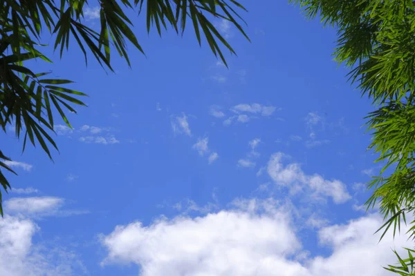 Gökyüzü ve beyaz bulutlar kenarları bambu yapraklarıyla süslenmiş. Yeşil ve mavi kesişir.