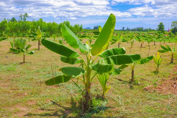 Недавно Посаженная Банановая Плантация Растет Упорядоченная Посадка Прекрасное Небо — стоковое фото