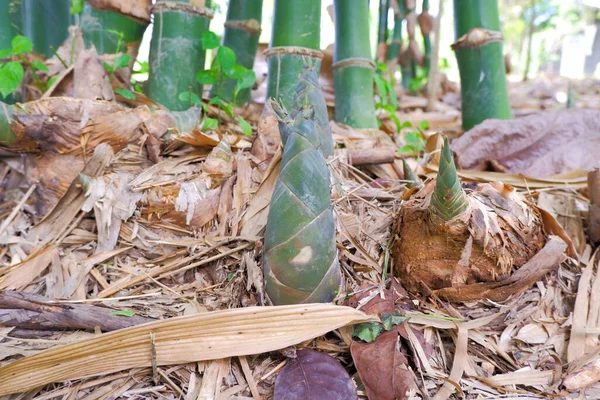 The sapling of the bamboo that has just been born is used by villagers for cooking.