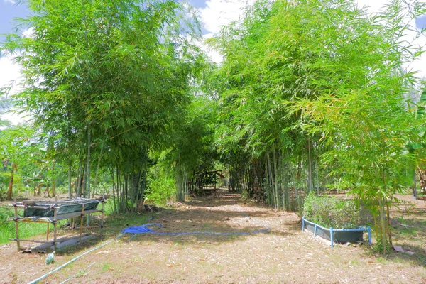 Gångvägen Full Bambu Båda Sidor Vägen Vilket Ger Skuggig Känsla — Stockfoto