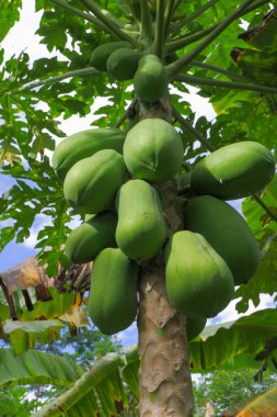 Ağaçtaki Papaya topları papaya salatası yapımında kullanılan hammaddelerdir. Tayland 'da popüler yemekler.