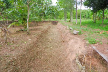 Siper su tutmak için kazıldı. ama şimdi kuru ağaç arkaplanı