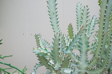 Opuntia microdasys yeşil yapraklar, gümüş alüminyum arka plan.