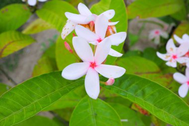 Çiçekler yumuşak beyaz ve pembe yeşil yapraklı arka planda 5 yaprak var..