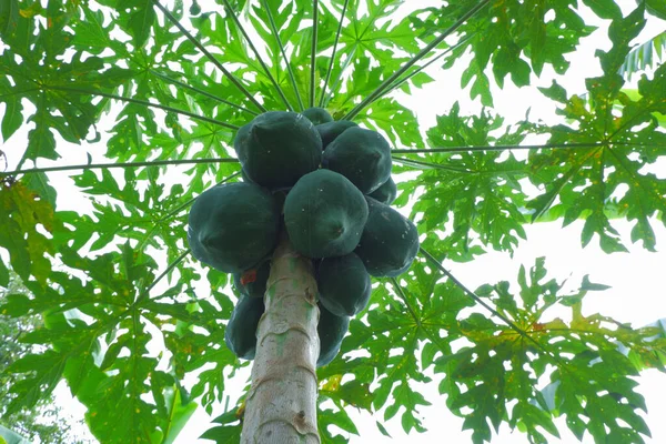 Nederst Visning Papaya Træet Råmaterialet Der Anvendes Til Fremstilling Papaya - Stock-foto