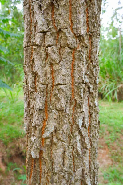 나무의 줄기에 나무껍질의 주름은 갈색이다 — 스톡 사진