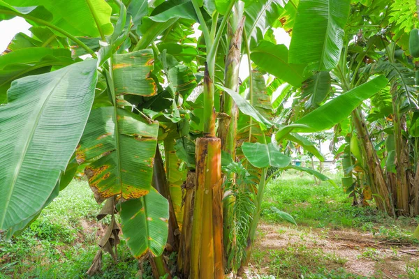Banana trees and green banana leaves, various sizes.