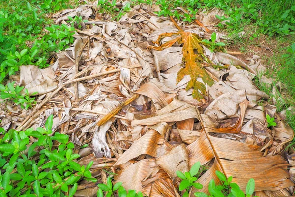 A pile of banana leaves that have been left to dry from green leaves turn brown.