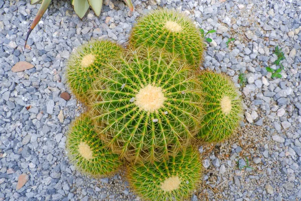 Golden Barrel Cactus planted in rock gardens and other cactus plants.