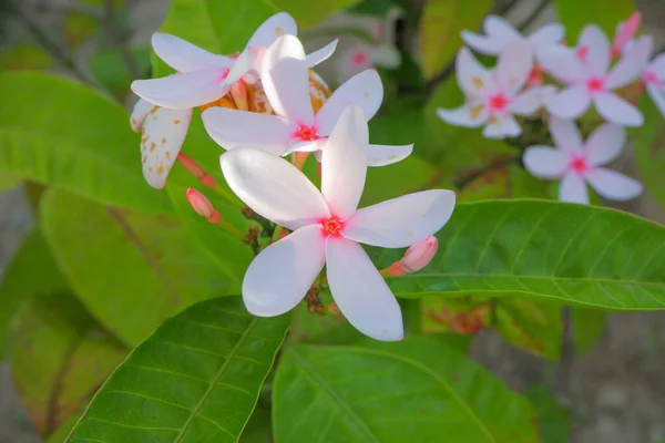 Bloemen Zijn Zacht Wit Roze Met Blaadjes Een Groene Bladachtergrond — Stockfoto