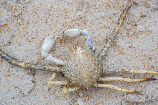 Close-up photo of dead shell crab on the beach on the sand