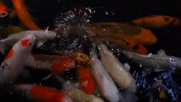 鱼在一个五彩斑斓的池塘里游来游去 — 图库视频影像