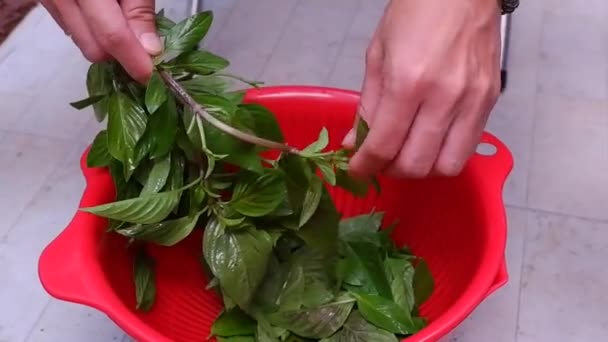 Die Hand Des Küchenchefs Pflückt Die Blätter Des Basilikums Von — Stockvideo