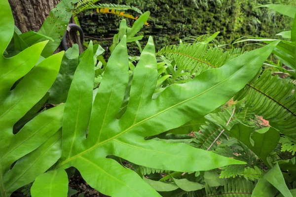 Parkta Dekore Edilmiş Yeşil Eğreltiotu Bitkilerinin Yakın Çekimi — Stok fotoğraf