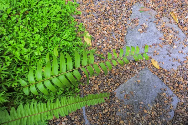 Top View Green Fern Pebbles Stone Slabs Make Walkway — Stock Photo, Image
