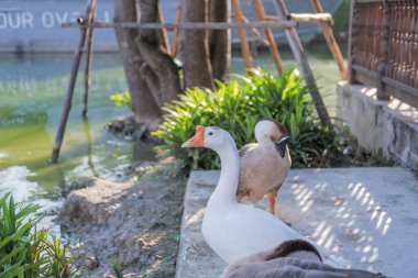 Gri ve beyaz Shitou Kaz sürüsü su kenarında dinleniyor..