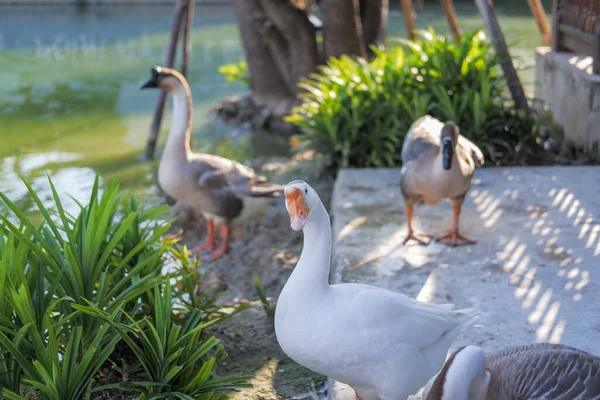 Rebanho Cinza Branco Shitou Goose Relaxante Pela Água — Fotografia de Stock