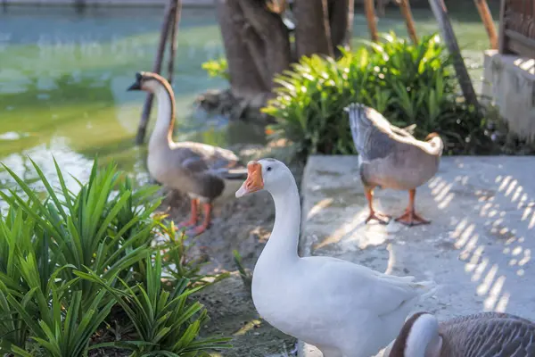 Rebanho Cinza Branco Shitou Goose Relaxante Pela Água — Fotografia de Stock