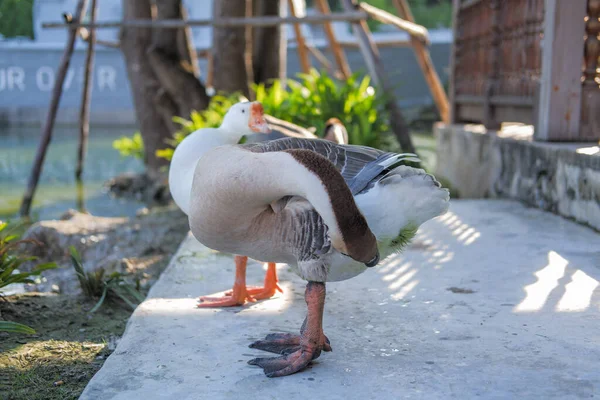 Gri Beyaz Shitou Kaz Sürüsü Kenarında Dinleniyor — Stok fotoğraf