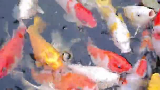 Koi Ryby Různých Barev Plavání Šťastně Rybníku — Stock video