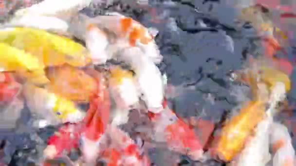 Poisson Koï Différentes Couleurs Nageant Joyeusement Dans Étang — Video