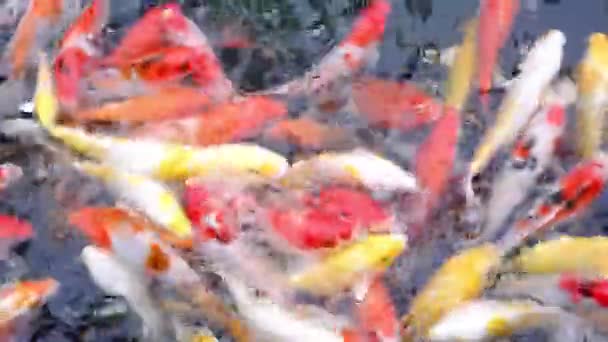 Koi Fische Verschiedenen Farben Schwimmen Fröhlich Teich — Stockvideo