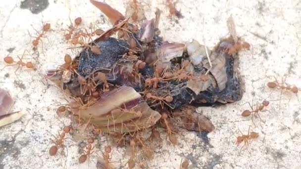 Stor Svärm Röda Myror Hjälper Till Att Sluka Resterna Ett — Stockvideo