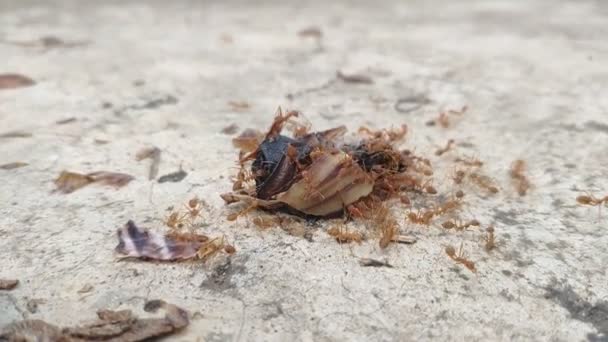 Stor Svärm Röda Myror Hjälper Till Att Sluka Resterna Ett — Stockvideo