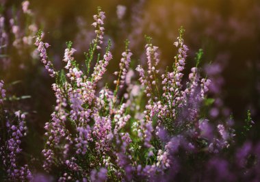 Bulanık arka planda güzel funda çiçekleri. Gün ışığında funda çiçeklerini kapatın..